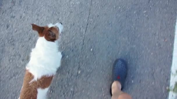 Cão Caminha Lado Uma Pessoa Estrada Sem Uma Trela Obediente — Vídeo de Stock