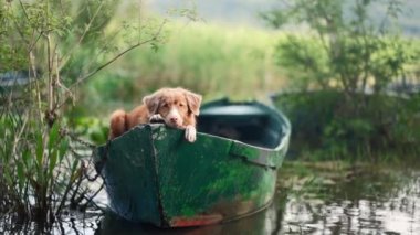 Teknedeki üzgün köpek. Nova Scotia Ördek Avcısı Gölde 