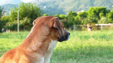 Parktaki kırmızı ve beyaz köpek. Güneşli havalarda doğada yetişen cinslerin karışımı. sevimli hayvan.