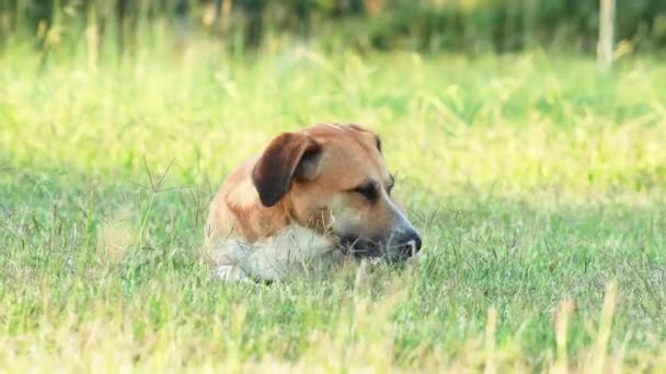 Parktaki Kırmızı Beyaz Köpek Güneşli Havalarda Doğada Yetişen Cinslerin Karışımı — Stok video