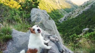 Komik Jack Russell teriyeri dağlarda kayalıklarda. Doğadaki köpek, evcil hayvanla yürüyüşe çıkıyor.