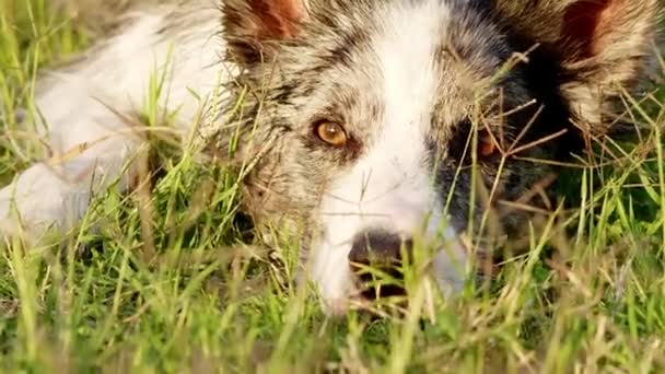 Собака Лежить Траві Прикордонна Коллі Відпочиває Сонці Прогулянка Твариною — стокове відео