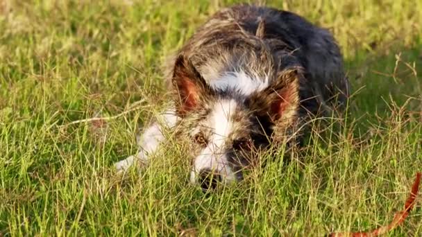 犬は草の上に横たわっている ボーダーコリーは太陽の下で休んでいる ペットと歩く — ストック動画
