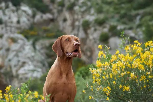 Dog on a background of yellow flowers. Portrait of a Hungarian vizsla in nature. Pet outdoor