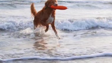 Suda kırmızı bir köpek ve bir oyuncak. Nova Scotia Ördek Çalan Köpek Avcısı