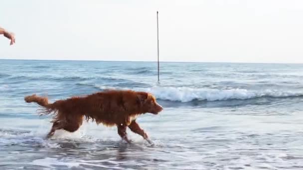 红狗带着玩具在水里 新斯科舍省海上自然采集器 — 图库视频影像
