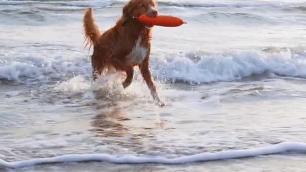 Cão Vermelho Água Com Brinquedo Nova Escócia Duck Tolling Retriever — Vídeo de Stock