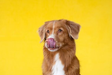 Sarı arka planda şirin kırmızı bir köpek. Nova Scotia ördek hırsızı av köpeği dudaklarını yalıyor. Stüdyoda hayvan, köpek kürkü portresi