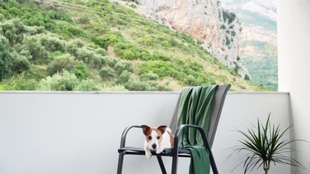 Σκύλο Μια Καρέκλα Στη Βεράντα Έξω Χαρούμενος Τζακ Ράσελ Τεριέ — Αρχείο Βίντεο