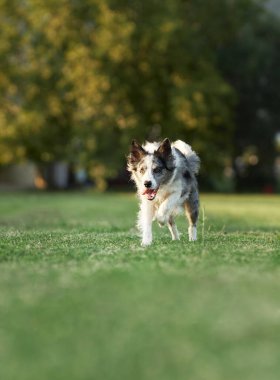 Köpek çimlerin üzerinde koşar. Parktaki aktif ve mutlu sınır köpeği. Evcil hayvanla yürü
