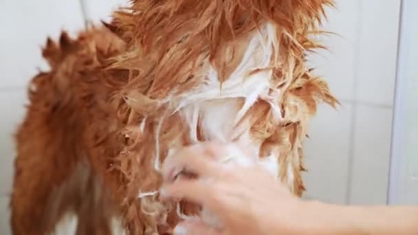 Toelettatura Degli Animali Cane Viene Lavato Sotto Doccia Nova Scotia — Video Stock