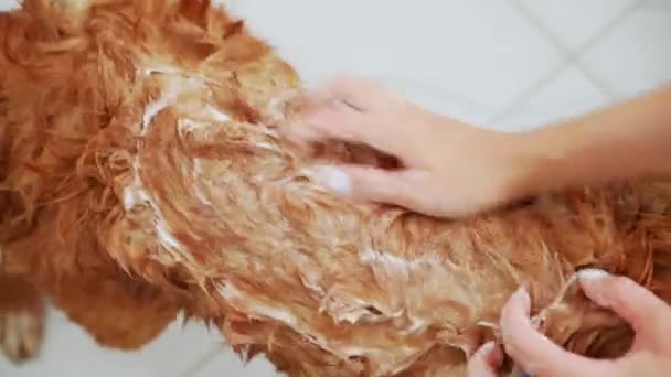 Pet Grooming Cão Lavado Chuveiro Nova Scotia Duck Tolling Retriever — Vídeo de Stock