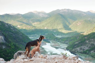 İki köpek patilerini bir taşın üzerine bir nehrin arka planına ve bir dağa koydular. Evcil bir hayvanla manzara. Amerikan Kılsız Teriyeri ve Türlerin Karışımı