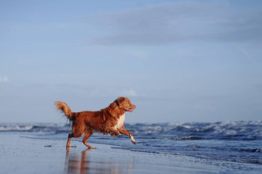 Sudaki kırmızı köpek. Nova Scotia ördeği denizde av köpeği çalıyor.