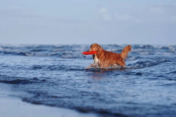 red dog run with toy in water. Nova Scotia duck tolling retriever on sea