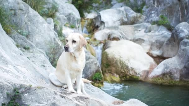 Cane Una Pietra Sul Fiume Triste Cerbiatto Labrador Retriever Natura — Video Stock