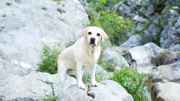 川の石の上の犬 水の近くの自然の中で悲しい失敗したラブラドールの回収者 — ストック動画