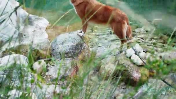 Perro Una Piedra Río Nova Scotia Duck Tolling Retriever Naturaleza — Vídeo de stock