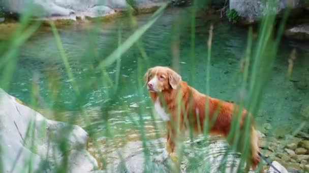 川の石の上の犬 ノバスコシアダック 水の近くの自然の中でトローリングレトリーバー — ストック動画
