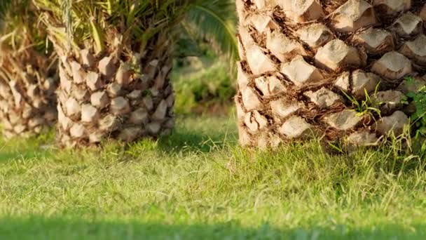 Собака Бегает Вокруг Пальмы Мрамор Активный Счастливый Колли Границы Парке — стоковое видео