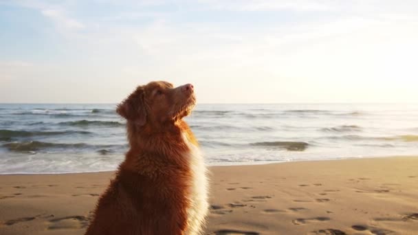 Красная Собака Сидит Пляже Новый Шотландский Утиный Ретривер Воде — стоковое видео