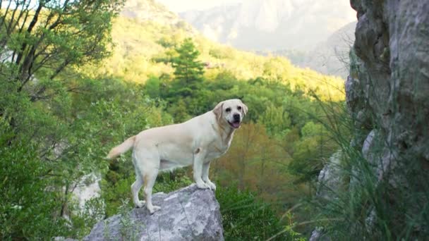 Dog Stands Stone Backdrop Mountains Fawn Labrador Retriever Nature — Stock Video