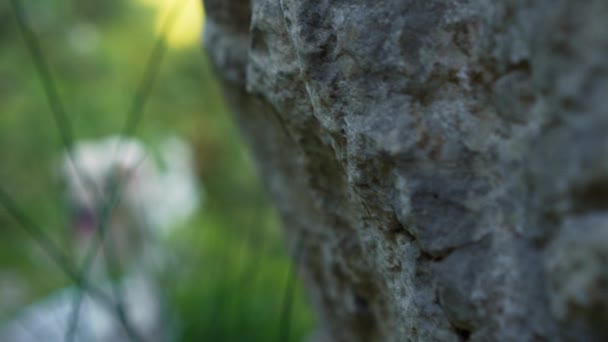 Pes Stojí Kameni Pozadí Hor Fawn Labrador Retrívr Přírodě — Stock video