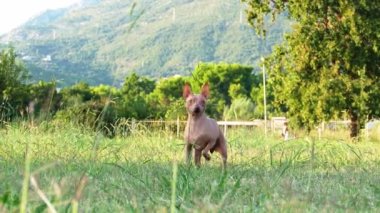 Köpek çimlerin üzerinde koşar. Mutlu ve Aktif Amerikan Kılsız Teriyeri Parkta