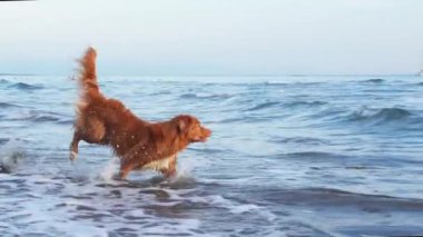 Sudaki kırmızı köpek. Nova Scotia Ördek Çalan Köpek Avcısı