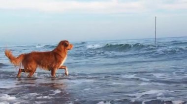 Sudaki kırmızı köpek. Nova Scotia Ördek Çalan Köpek Avcısı