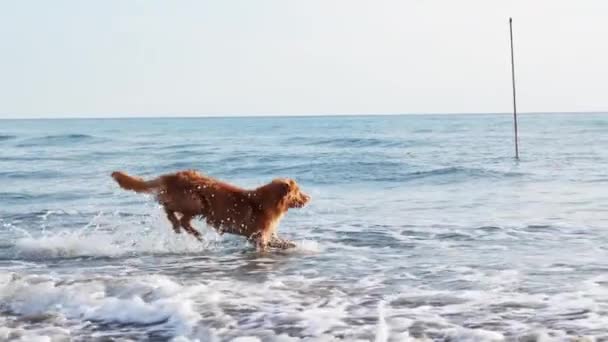 红狗在水里 新斯科舍省海上自然采集器 — 图库视频影像