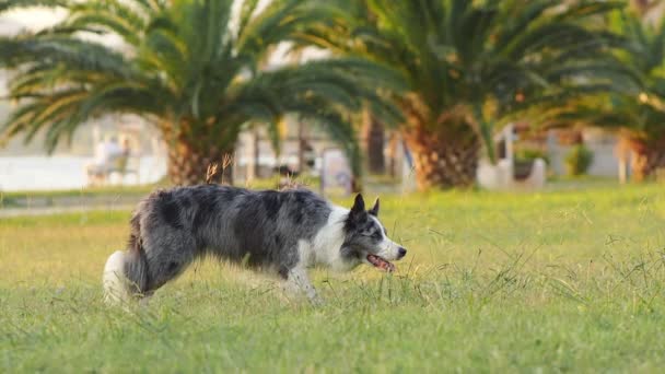 Собака Бегает Траве Активный Счастливый Пограничный Колли Парке — стоковое видео