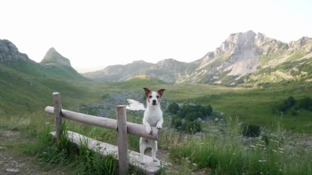 Hund Bänk Vid Bergen Jack Russell Terrier Reser Med Husdjur — Stockvideo