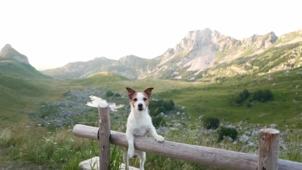 Σκύλο Ένα Παγκάκι Στα Βουνά Τζακ Ράσελ Τεριέ Ταξιδεύοντας Ένα — Αρχείο Βίντεο