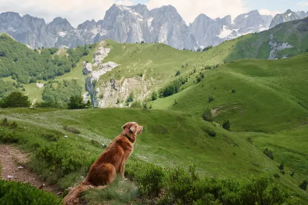 dog traveler in the mountains. Nova Scotia duck tolling retriever in the valley. Hiking with a pet in Montenegro