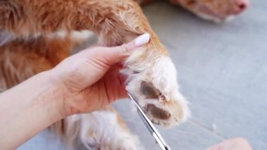 Köpek patiler arasındaki kılları keser. Hayvan bakımı. Nova Scotia Duck Tolling Retriever içerde