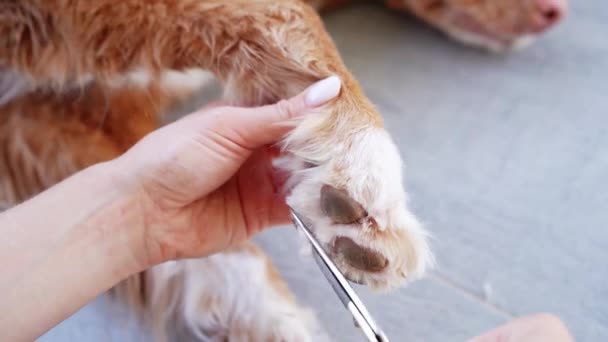 Perro Corta Pelo Entre Las Patas Cuidado Mascotas Nova Scotia — Vídeos de Stock