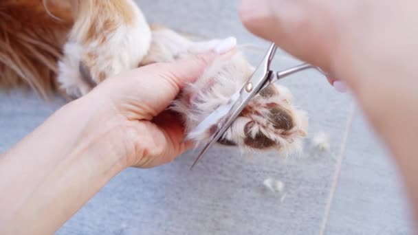 Собака Подстригает Волосы Между Лапами Уход Животными Новая Шотландия Дак — стоковое видео