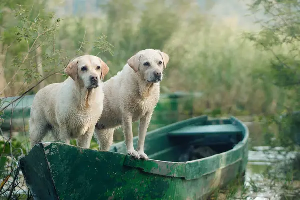 two dogs on the boat. Fawn Labrador Retriever in nature at lake