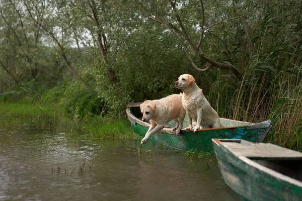 two dogs on the boat. Fawn Labrador Retriever in nature at lake