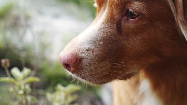 Pembe Burunlu Kırmızı Köpek Yakın Plan Düşünceli Bir Bakış Nova — Stok video