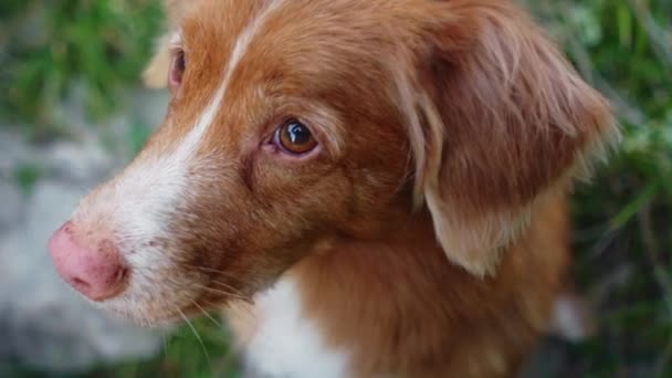 自然の中でピンクの鼻を持つ赤い犬 クローズアップ 思慮深い見た目だった ノバスコシアダックトローリングレトリーバー — ストック動画