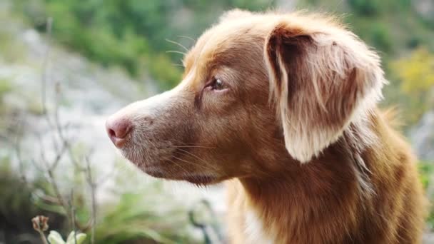 自然の中でピンクの鼻を持つ赤い犬 クローズアップ 思慮深い見た目だった ノバスコシアダックトローリングレトリーバー — ストック動画