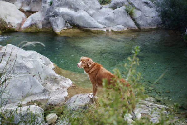 the dog on a stone on the river at waterfall. Nova Scotia Duck Tolling Retriever in nature near the water