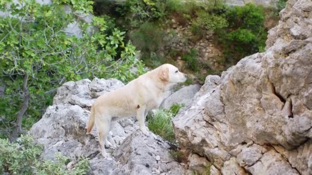 Cão Uma Pedra Triste Fawn Labrador Retriever Natureza Perto Água — Vídeo de Stock
