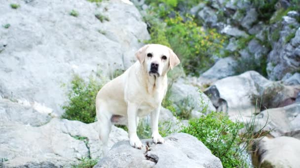 Cane Una Pietra Triste Cerbiatto Labrador Retriever Natura Vicino All — Video Stock