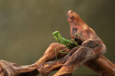 Yeşil arka planda peygamber devesi. Böcek avlar, yer, makro