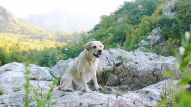 Köpek bir taşın üzerine oturur. Üzgün labrador av köpeği dağlarda doğada 