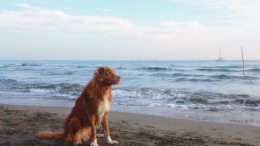 Kırmızı köpek sahilde oturur. Nova Scotia ördeği denizde av köpeği çalıyor. 