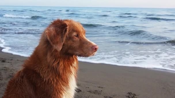 レッド ドッグは海岸に座ってる ノバスコシアダックは水で海の上を歩く — ストック動画
